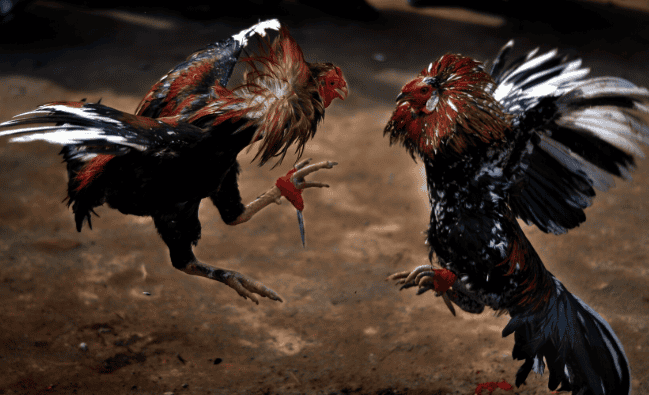 เทคนิค แทงไก่ชน